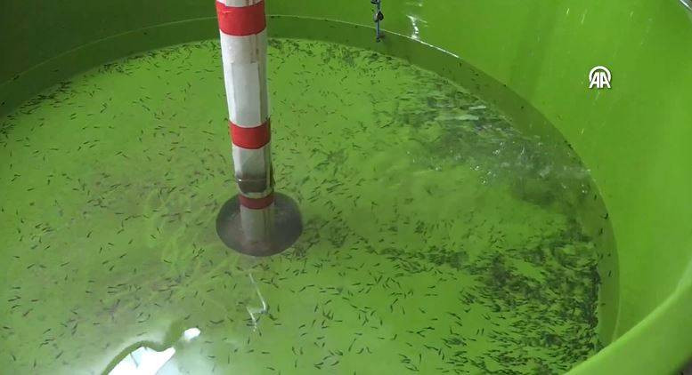 Havyarıyla ünlü balığı Bolu'da yetiştirdiler - Resim: 15